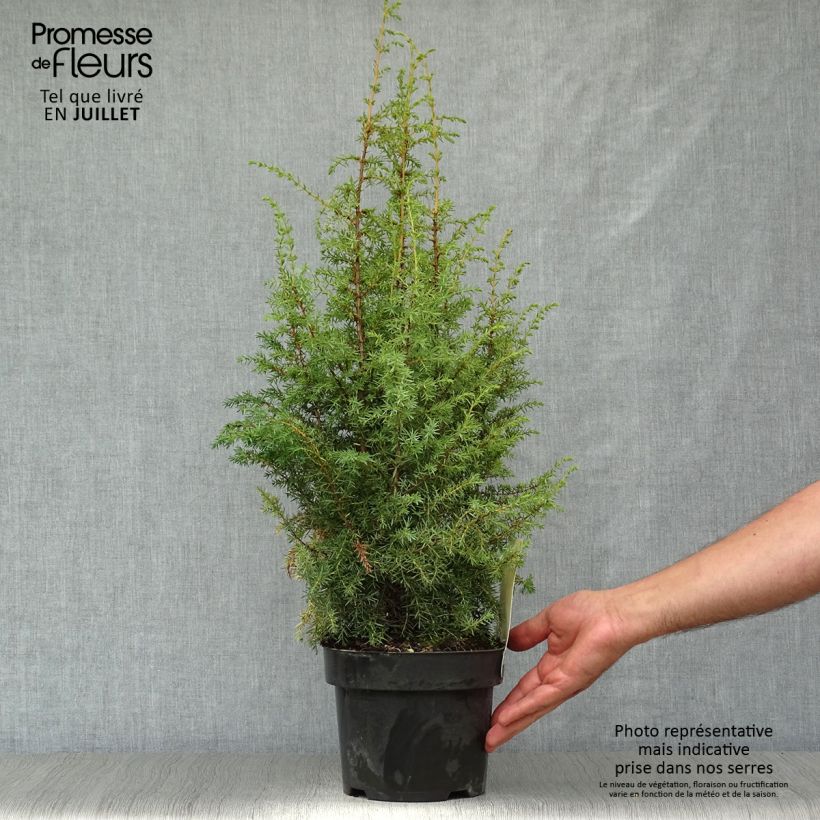 Ejemplar de Juniperus communis Hibernica - Enebro común Maceta 2L/3L entregado en verano
