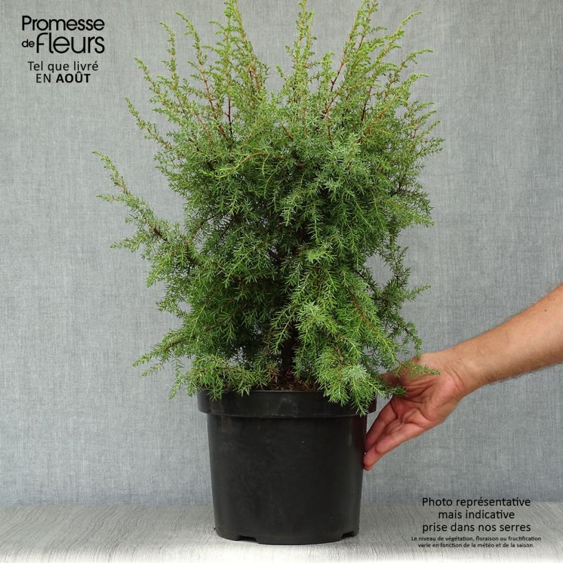 Ejemplar de Juniperus communis Hibernica - Enebro común Maceta 7,5L/10L entregado en verano