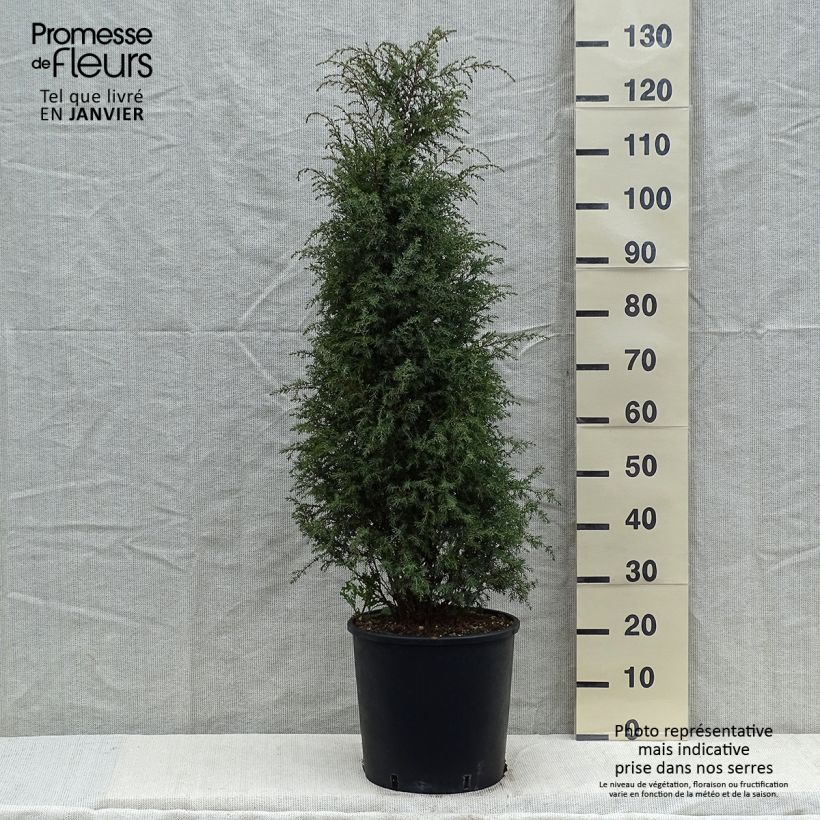 Juniperus communis Pyramidalis - Enebro común Maceta 12L/15L Ejemplar entregado en invierno
