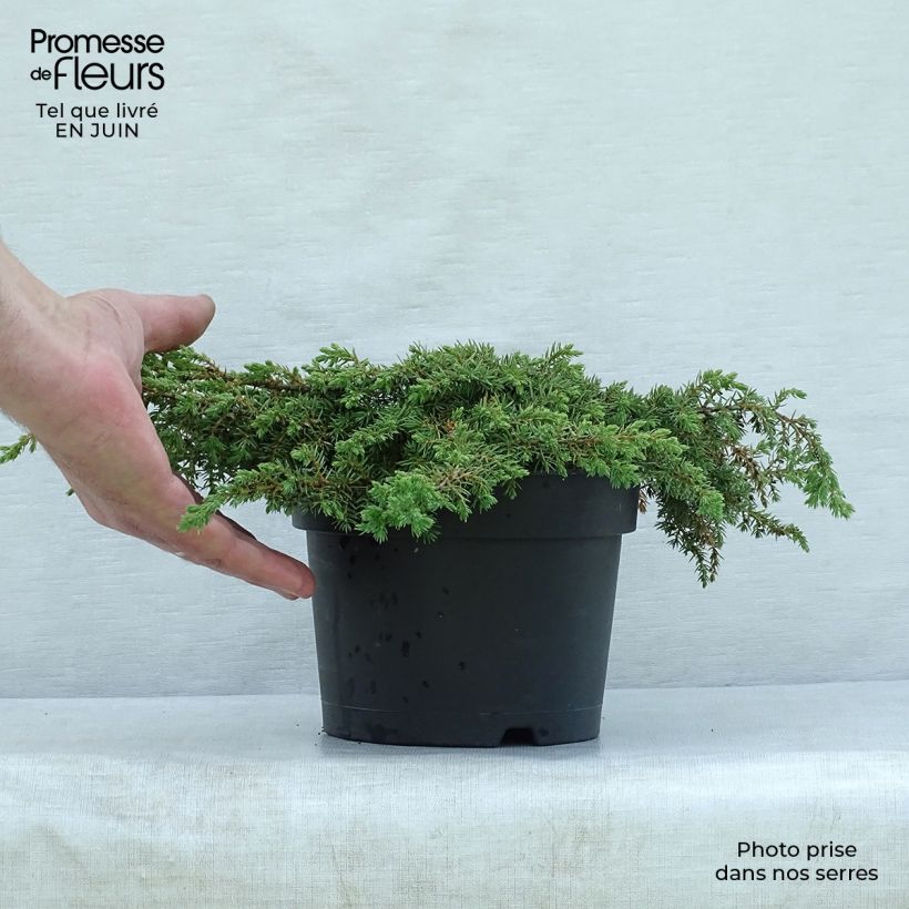 Ejemplar de Juniperus communis Repanda - Enebro común Maceta 2L/3L entregado en verano