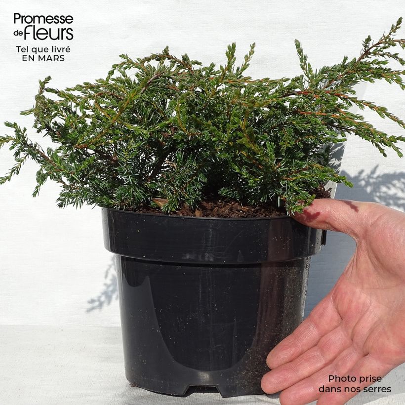 Juniperus communis Repanda - Enebro común Maceta 2L/3L Ejemplar entregado en la primavera