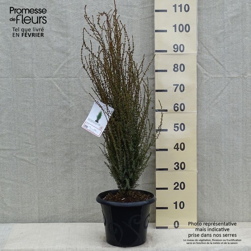 Juniperus communis Sentinel - Enebro común Maceta 7,5L/10L Ejemplar entregado en invierno
