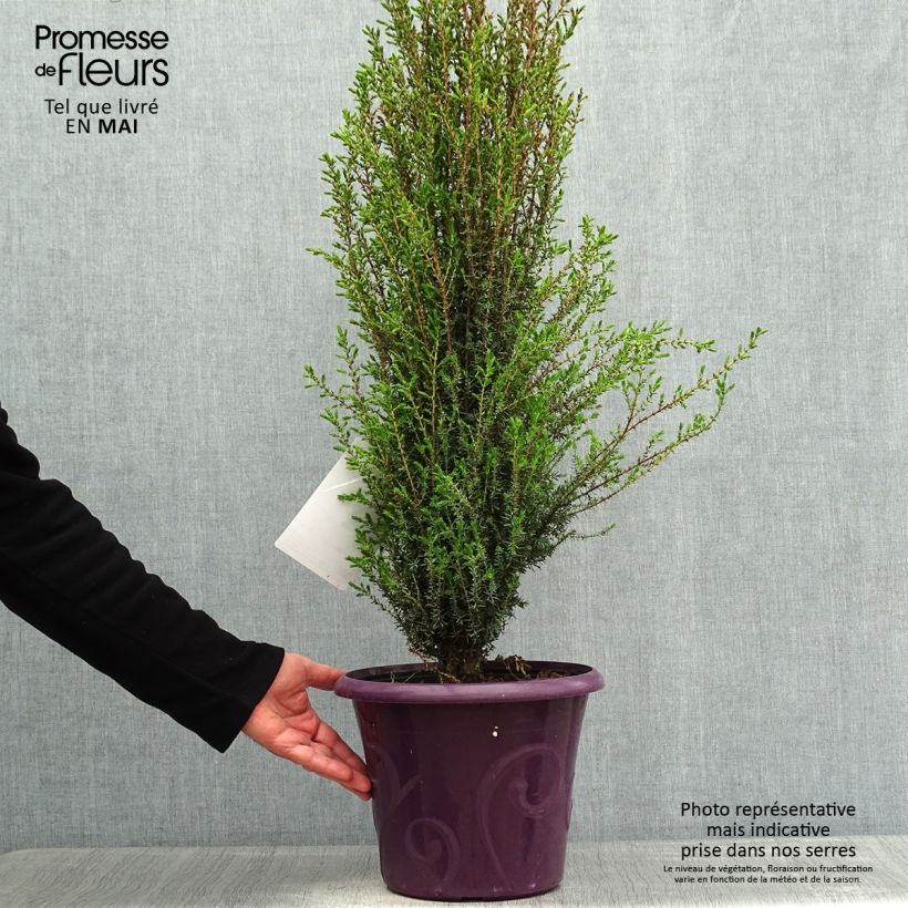 Juniperus communis Sentinel - Enebro común Maceta 7,5L/10L Ejemplar entregado en la primavera