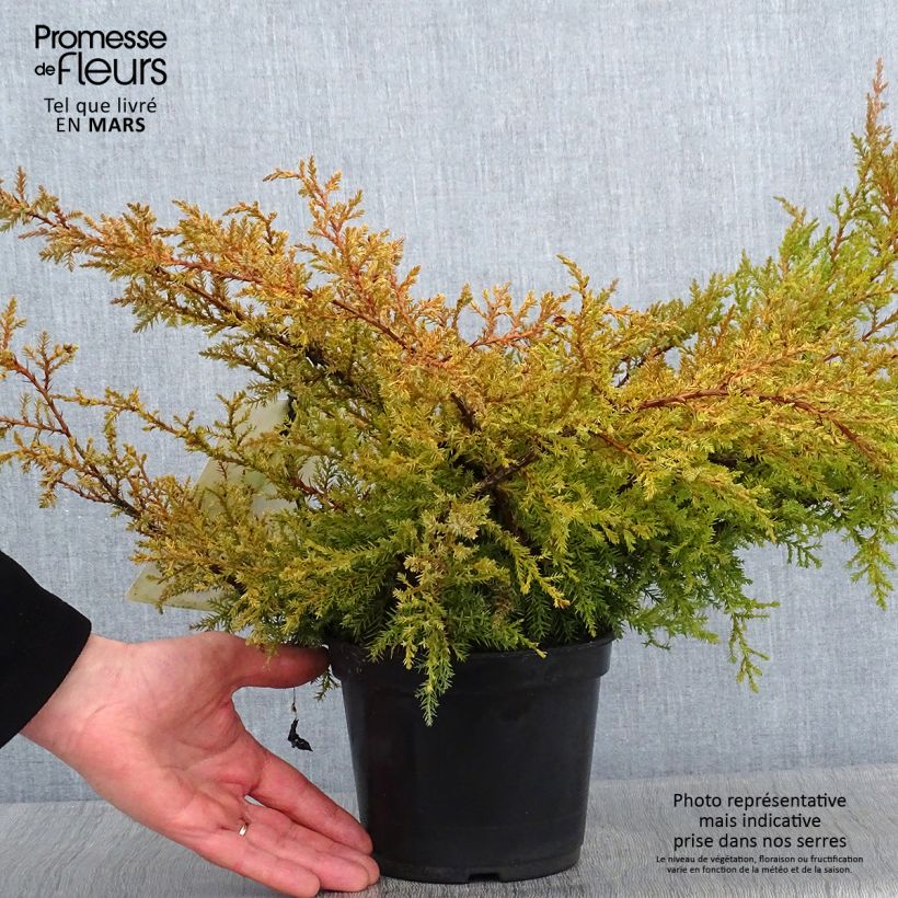 Juniperus pfitzeriana Compacta - Enebro híbrido Maceta 2L/3L Ejemplar entregado en invierno