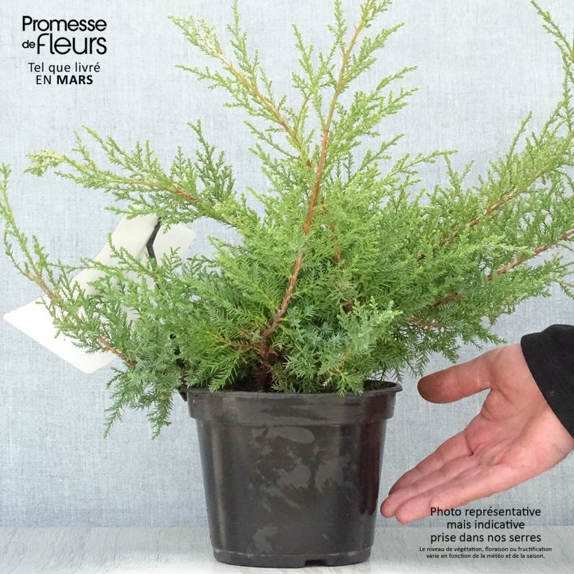 Juniperus pfitzeriana Compacta - Enebro híbrido Maceta 2L/3L Ejemplar entregado en la primavera