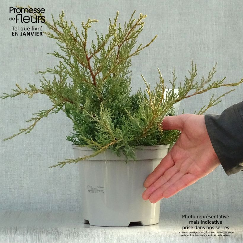 Juniperus pfitzeriana Glauca - Enebro híbrido Maceta 2L/3L Ejemplar entregado en invierno