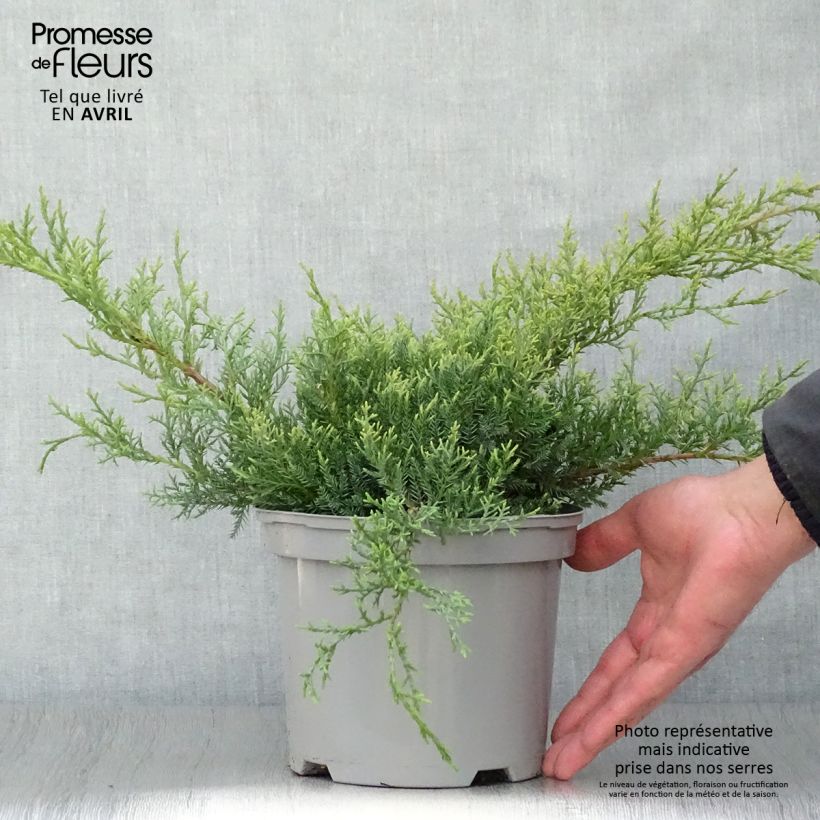 Juniperus pfitzeriana Glauca - Enebro híbrido Maceta 2L/3L Ejemplar entregado en la primavera