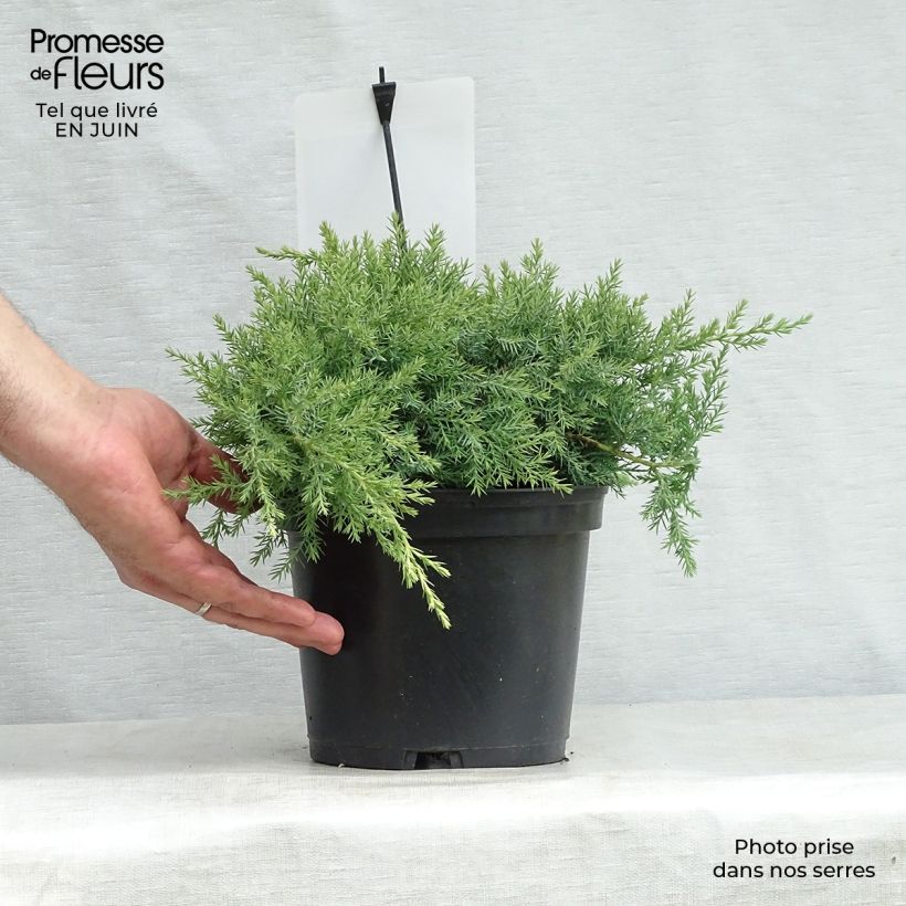 Ejemplar de Juniperus pfitzeriana Glauca - Enebro híbrido Maceta 2L/3L entregado en verano