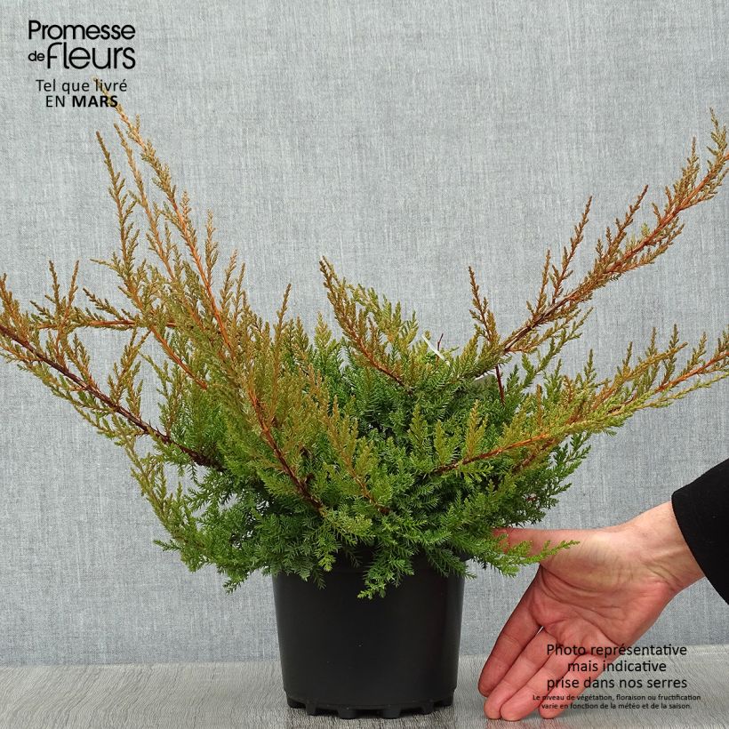 Juniperus media Pfitzeriana - Enebro híbrido Maceta 2L/3L Ejemplar entregado en invierno