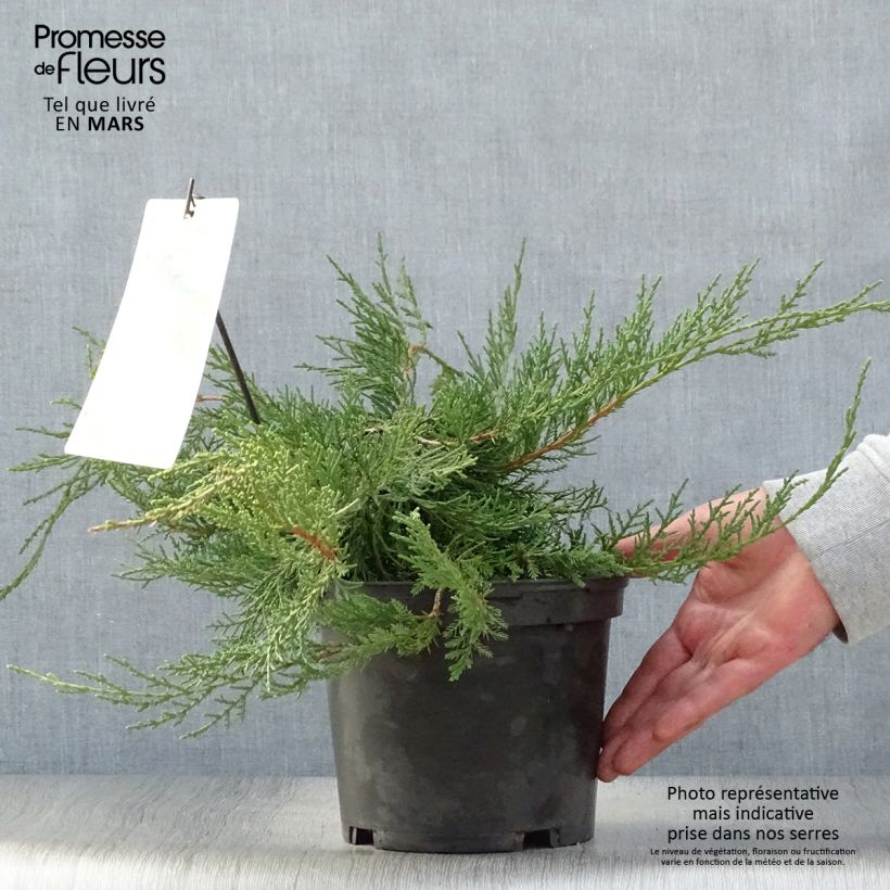 Juniperus media Pfitzeriana - Enebro híbrido Maceta 2L/3L Ejemplar entregado en la primavera