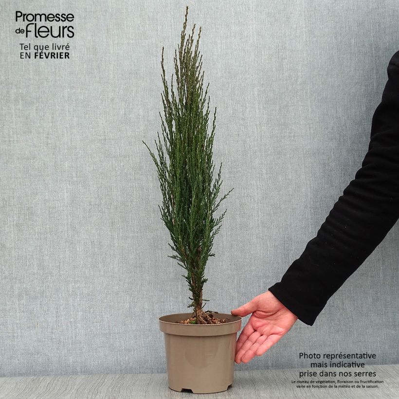 Juniperus scopulorum Blue Arrow - Enebro de las Rocallosas Maceta 2L/3L Ejemplar entregado en invierno