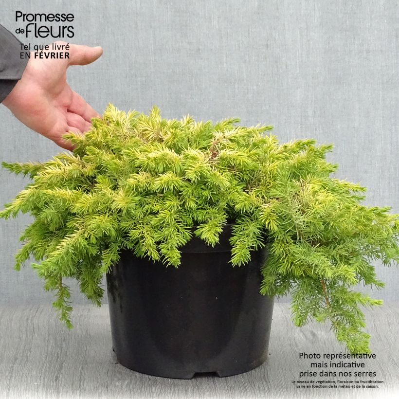 Juniperus conferta All Gold - Enebro Maceta 7,5L/10L Ejemplar entregado en invierno