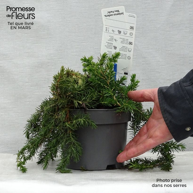 Juniperus conferta Blue Pacific - Enebro Maceta 2L/3L Ejemplar entregado en la primavera