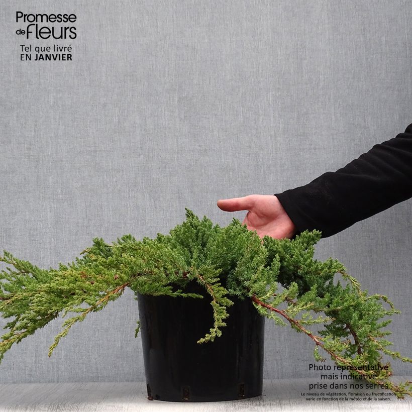 Juniperus conferta Blue Pacific - Enebro Maceta 7,5L/10L Ejemplar entregado en invierno