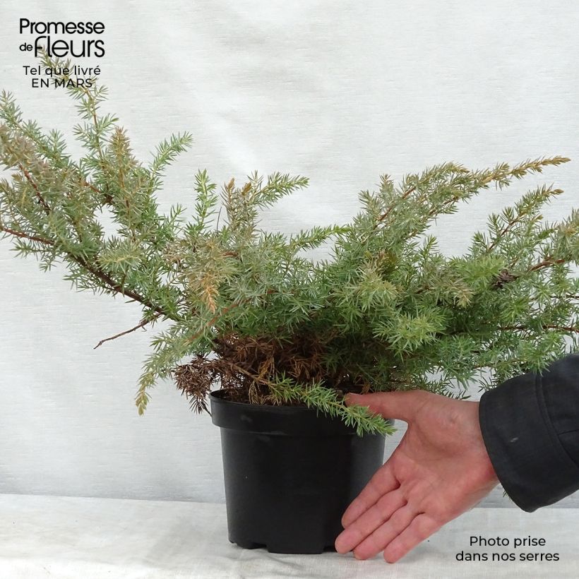 Juniperus conferta Schlager - Enebro Maceta 2L/3L Ejemplar entregado en la primavera