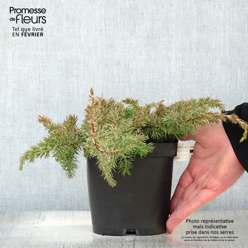 Juniperus conferta Schlager - Enebro Maceta 2L/3L Ejemplar entregado en invierno