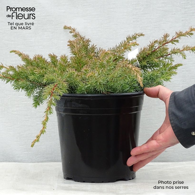 Juniperus conferta Schlager - Enebro Maceta 4L/5L Ejemplar entregado en la primavera