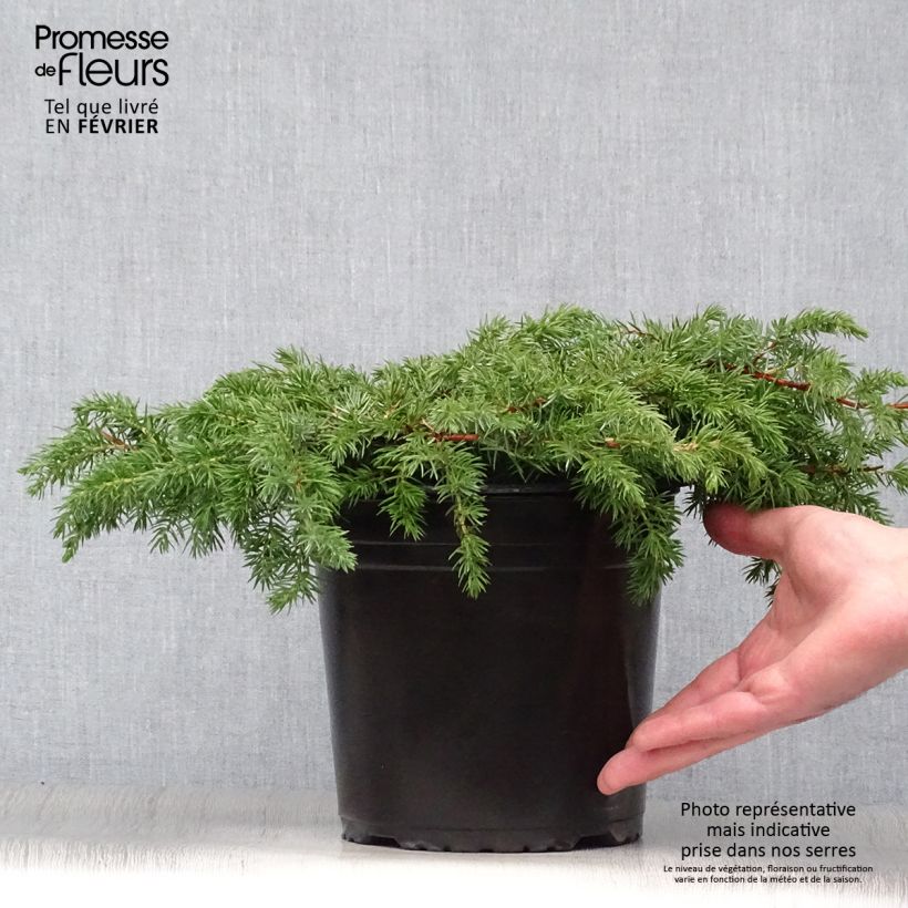 Juniperus conferta Schlager - Enebro Maceta 4L/5L Ejemplar entregado en invierno