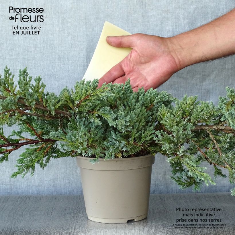 Ejemplar de Juniperus squamata Blue Carpet - Enebro escamoso Maceta 2L/3L entregado en verano