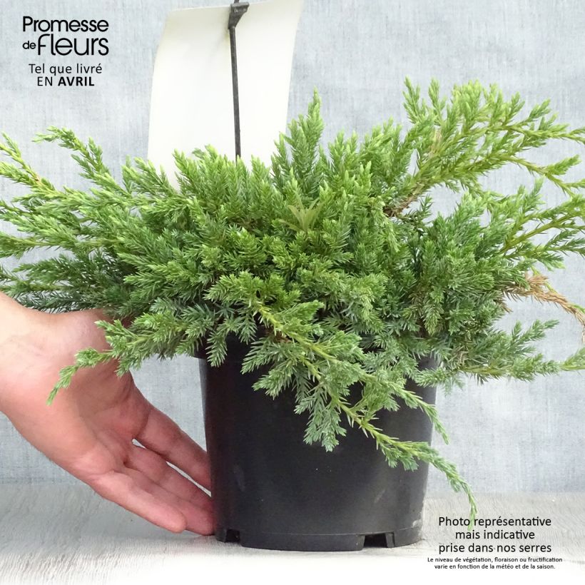 Juniperus squamata Blue Carpet - Enebro escamoso Maceta 2L/3L Ejemplar entregado en la primavera
