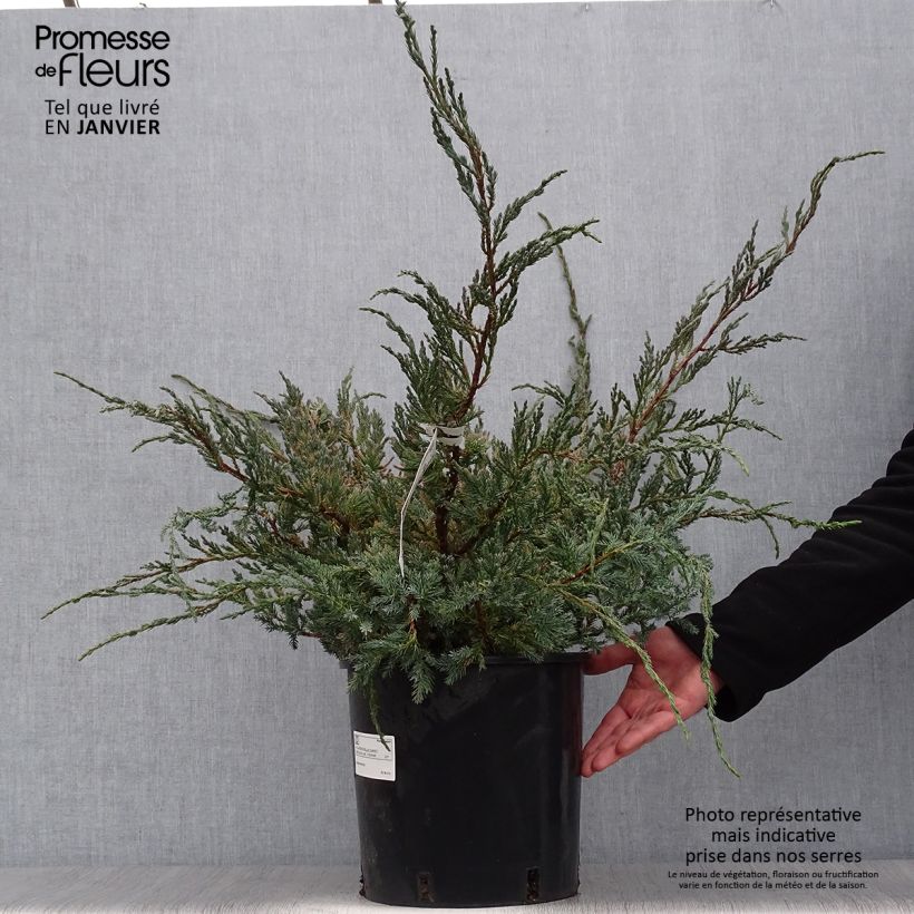 Juniperus squamata Blue Carpet - Enebro escamoso Maceta 4L/5L Ejemplar entregado en invierno