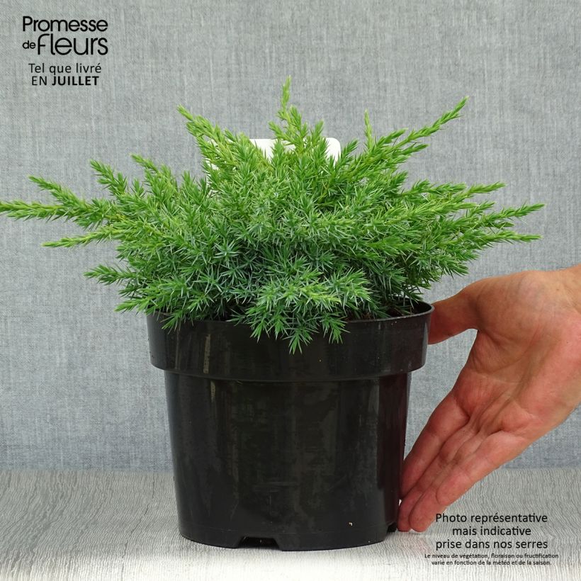 Ejemplar de Juniperus squamata Blue Swede - Enebro escamoso Maceta 2L/3L entregado en verano