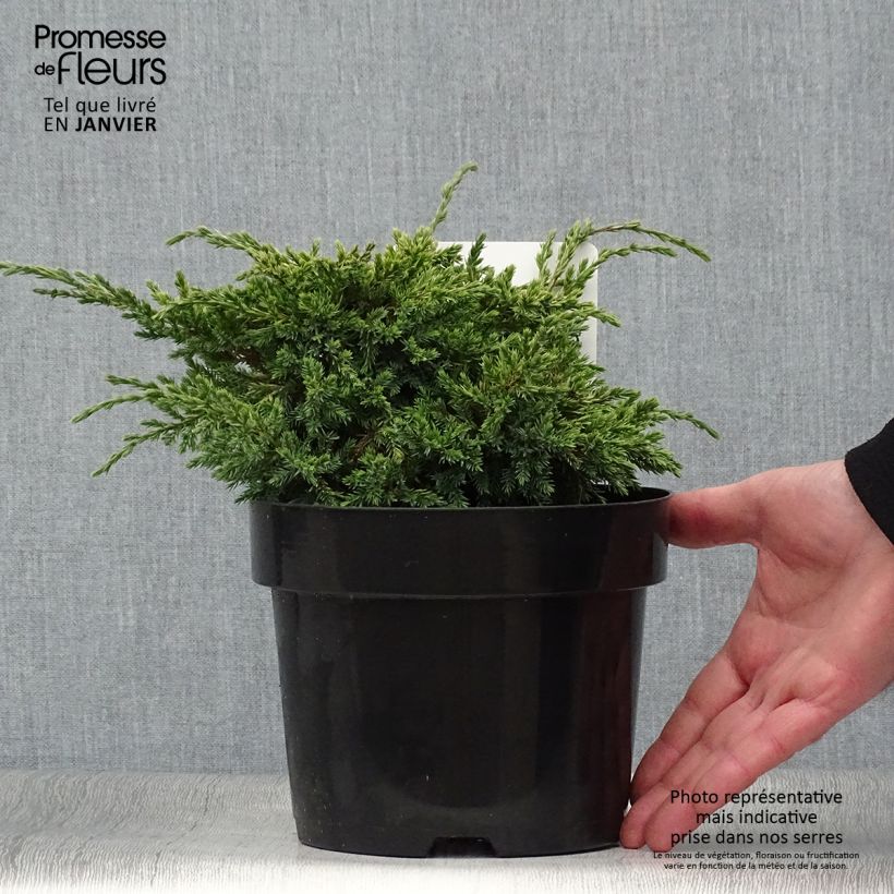 Juniperus squamata Dream Joy - Enebro escamoso Maceta 2L/3L Ejemplar entregado en invierno
