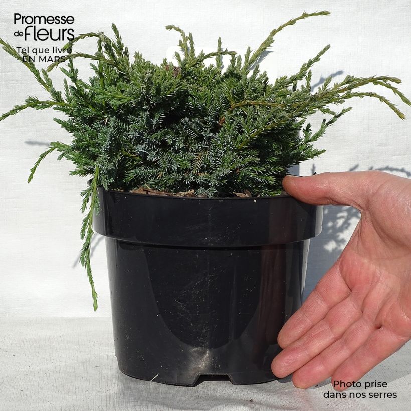 Juniperus squamata Holger - Enebro escamoso Maceta 2L/3L Ejemplar entregado en la primavera