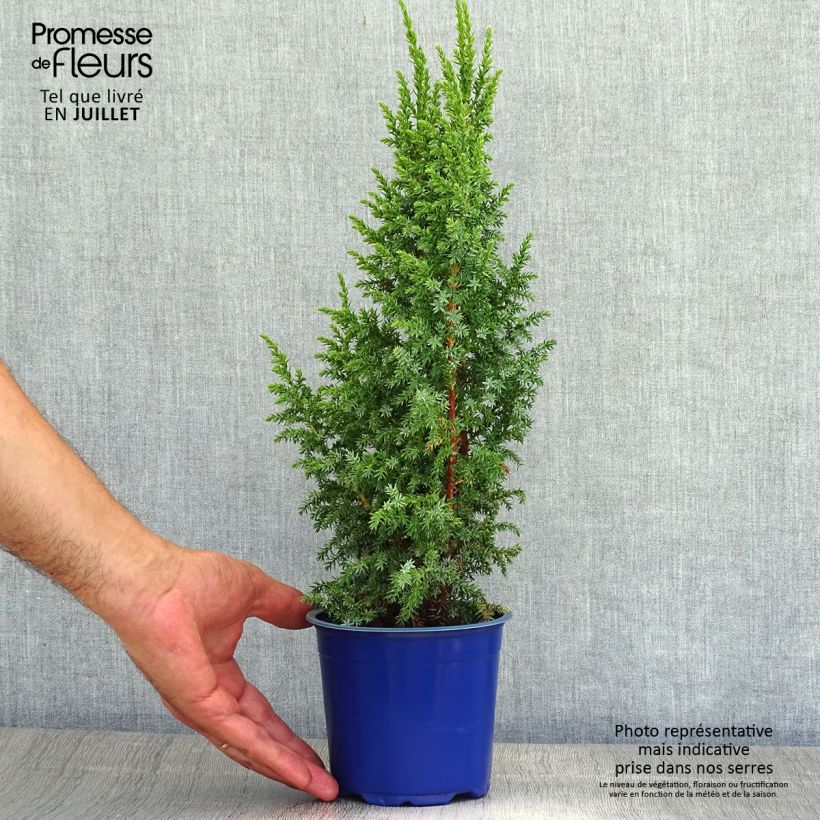 Ejemplar de Juniperus squamata Loderi - Enebro escamoso Maceta 2L/3L entregado en verano