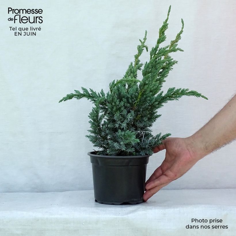 Ejemplar de Juniperus squamata Meyeri - Enebro escamoso Maceta 3L/4L entregado en verano