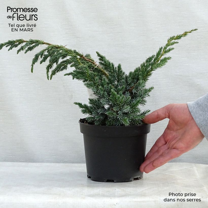 Juniperus squamata Meyeri - Enebro escamoso Maceta 3L/4L Ejemplar entregado en la primavera