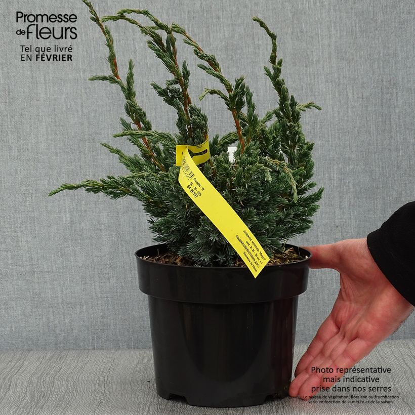 Juniperus squamata Meyeri - Enebro escamoso Maceta 3L/4L Ejemplar entregado en invierno