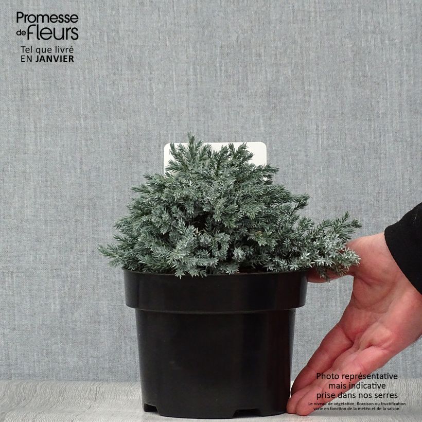 Juniperus squamata Tropical Blue - Enebro escamoso Maceta 2L/3L Ejemplar entregado en invierno