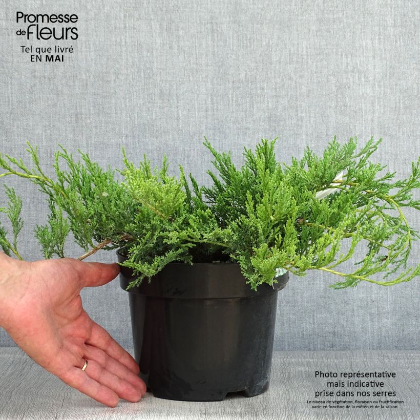 Juniperus horizontalis Agnieszka - Enebro rastrero Maceta 2L/3L Ejemplar entregado en la primavera