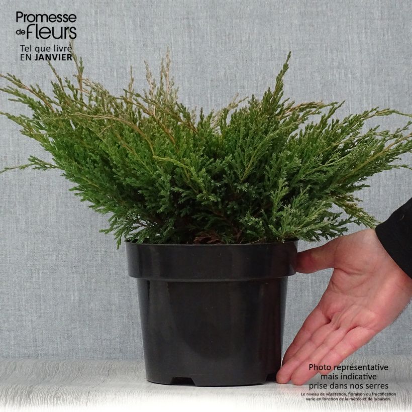 Juniperus horizontalis Andorra Compact - Enebro rastrero Maceta 2L/3L Ejemplar entregado en invierno