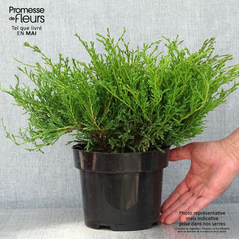 Juniperus horizontalis Andorra Compact - Enebro rastrero Maceta 2L/3L Ejemplar entregado en la primavera