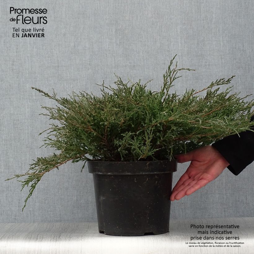 Juniperus horizontalis Andorra Compact - Enebro rastrero Maceta 7,5L/10L Ejemplar entregado en invierno