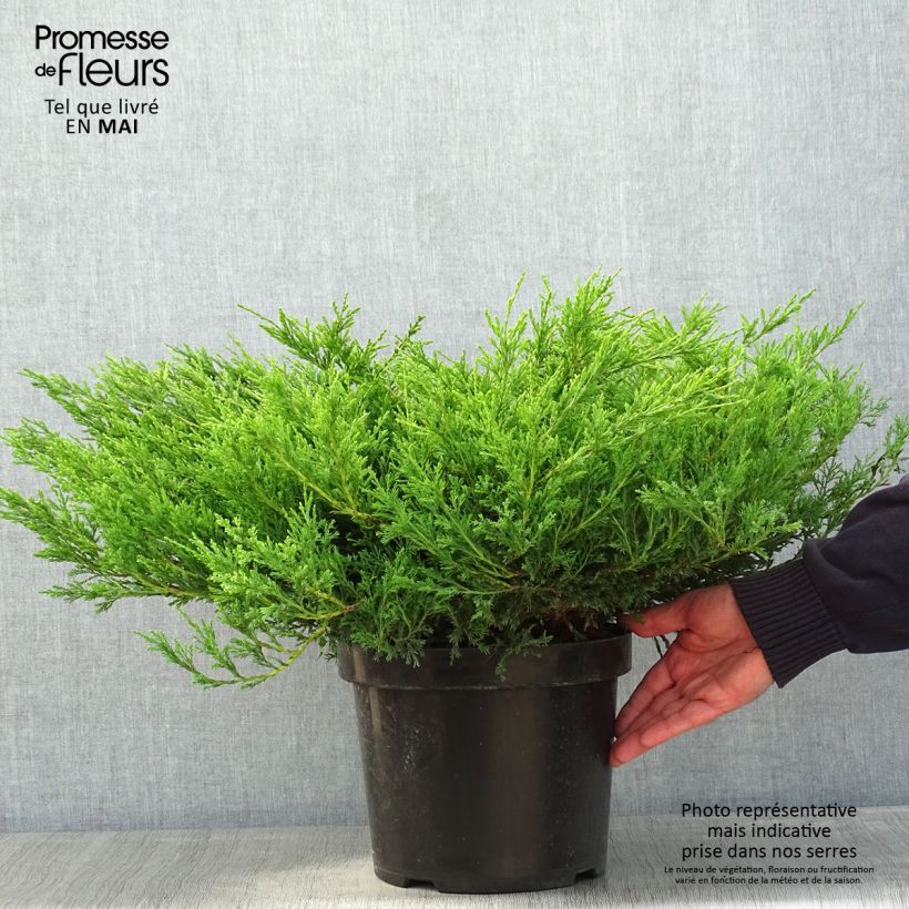 Juniperus horizontalis Andorra Compact - Enebro rastrero Maceta 7,5L/10L Ejemplar entregado en la primavera
