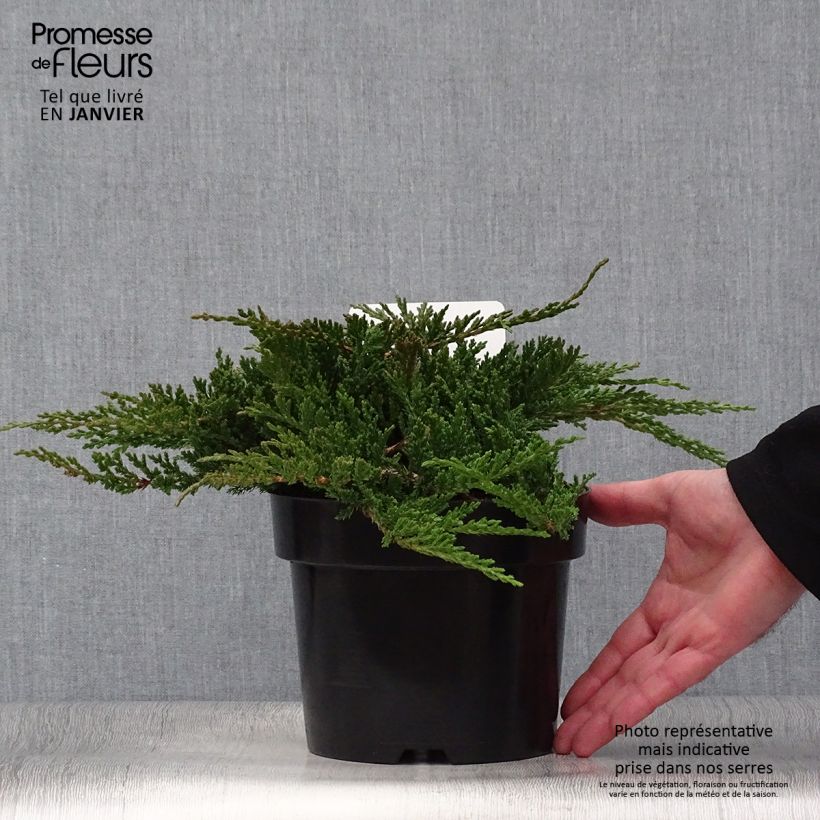 Juniperus horizontalis Prince Of Wales - Enebro rastrero Maceta 2L/3L Ejemplar entregado en invierno