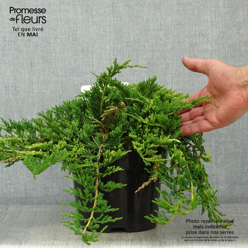 Juniperus horizontalis Prince Of Wales - Enebro rastrero Maceta 2L/3L Ejemplar entregado en la primavera