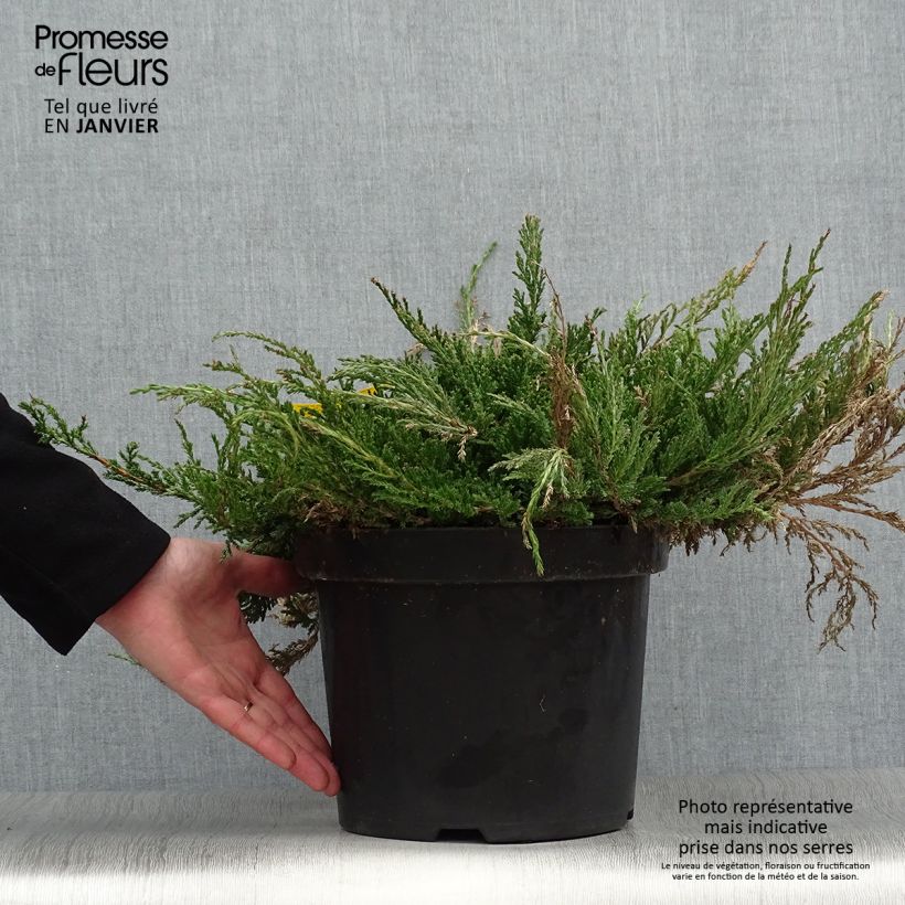 Juniperus horizontalis Prince Of Wales - Enebro rastrero Maceta 7,5L/10L Ejemplar entregado en invierno