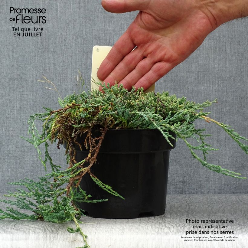 Ejemplar de Juniperus horizontalis Icee Blue - Enebro rastrero Maceta 2L/3L entregado en verano