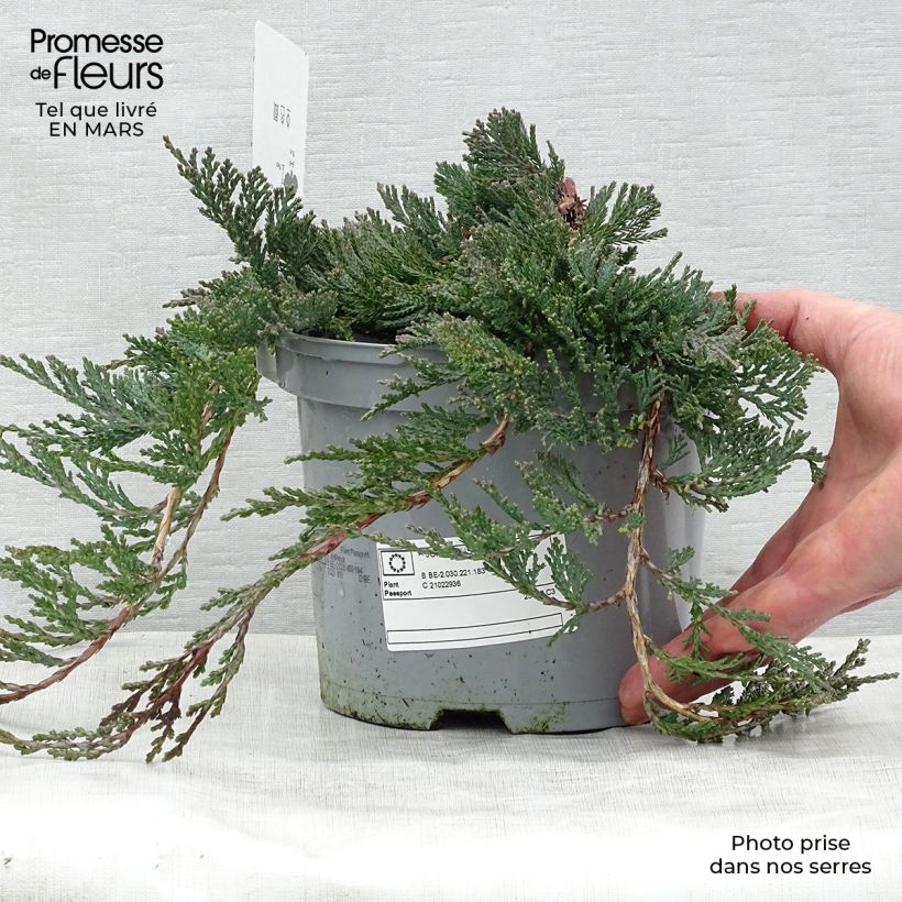 Juniperus horizontalis Wiltonii - Enebro rastrero Maceta 3L/4L Ejemplar entregado en la primavera