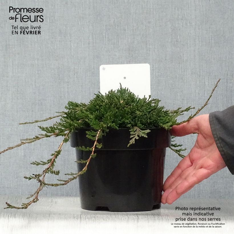 Juniperus horizontalis Wiltonii - Enebro rastrero Maceta 3L/4L Ejemplar entregado en invierno