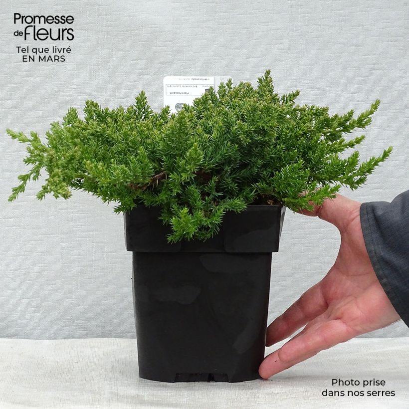 Juniperus procumbens Nana - Enebro Maceta 2L/3L Ejemplar entregado en la primavera