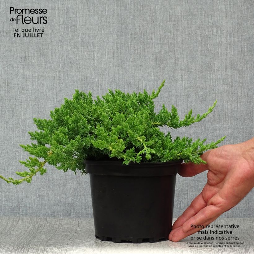 Ejemplar de Juniperus procumbens Nana - Enebro Maceta 2L/3L entregado en verano