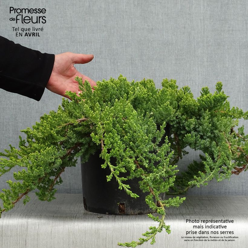 Juniperus procumbens Nana - Enebro Maceta 7,5L/10L Ejemplar entregado en la primavera