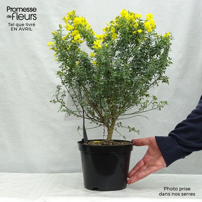 Genista Porlock - Retama de tintes Maceta 2L/3L Ejemplar entregado en la primavera