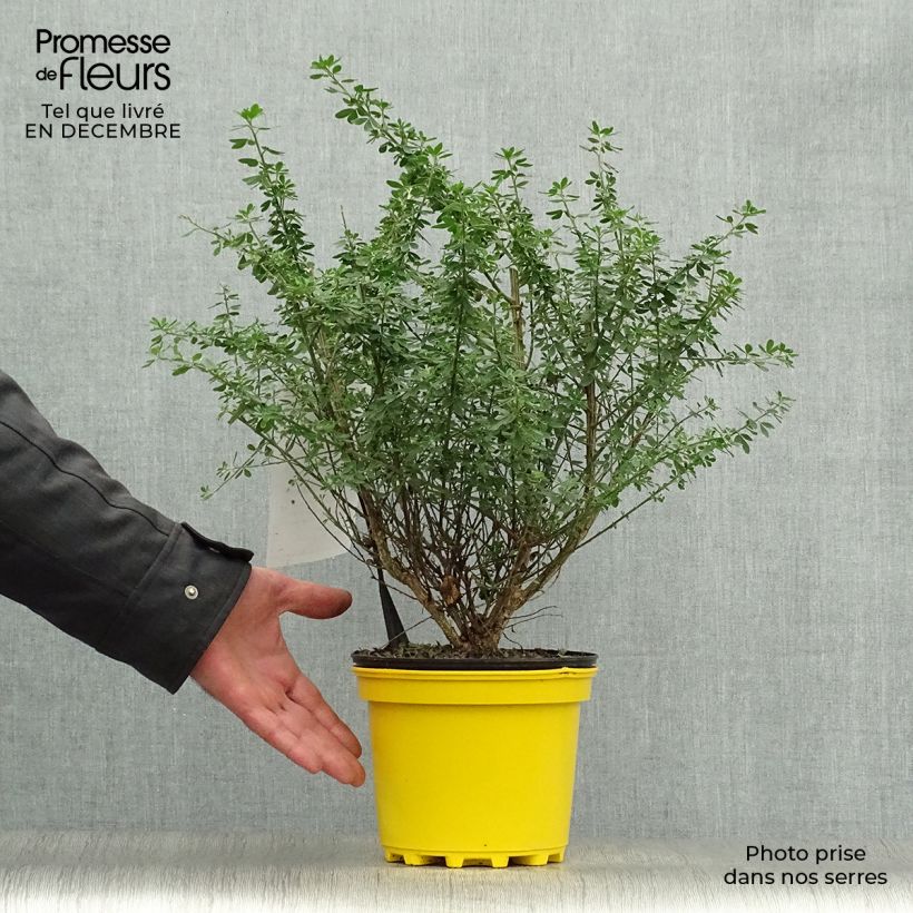 Genista Porlock - Retama de tintes Maceta 2L/3L Ejemplar entregado en invierno