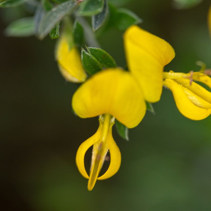 Genista pilosa Vancouver Gold (Floración)